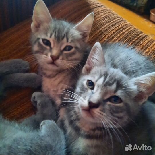 Кошки в добрые руки бесплатно