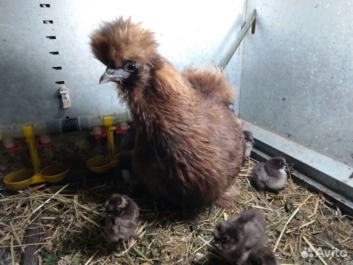 Цыплята Китайской шёлковой