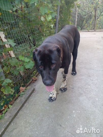 Среднеазиатская овчарка алабай щенки