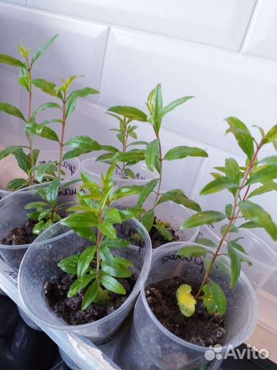 Гранат комнатный