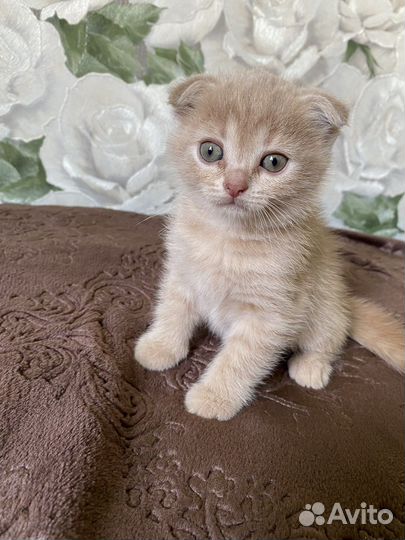 Шотландские котята