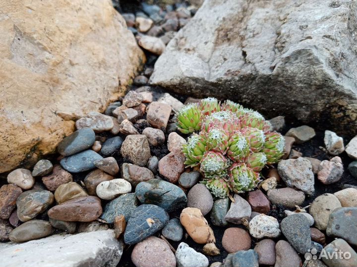 Каменная роза (молодило)