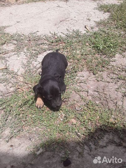 Отдам комнатных щенков