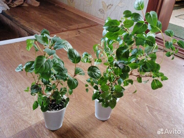 Фуксия ампельная