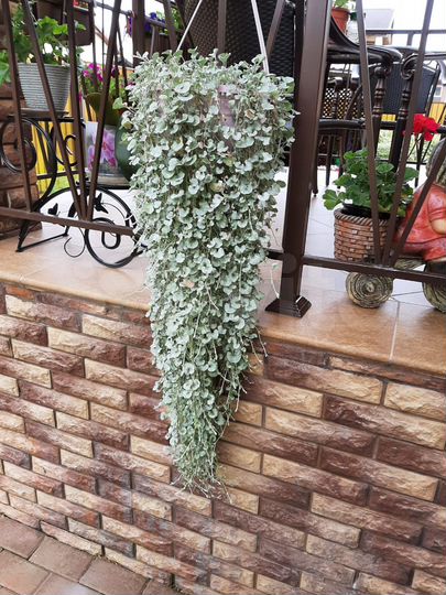 Дом 230 м² на участке 5 сот.