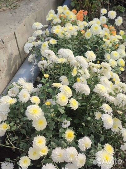Хризантемы мультифлора