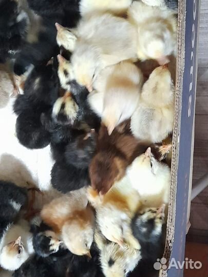 Куры мясо яичные (цыплята)