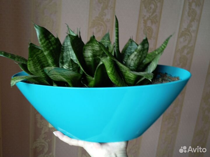 Сансевиерия композиция