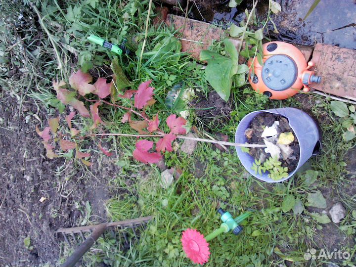 Земляника Клубника слива ирга ива малина ремонтант