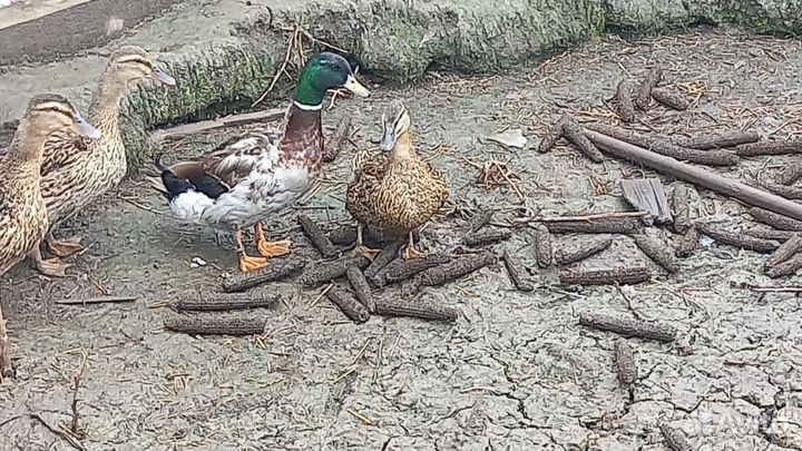 Утята подсадной утки