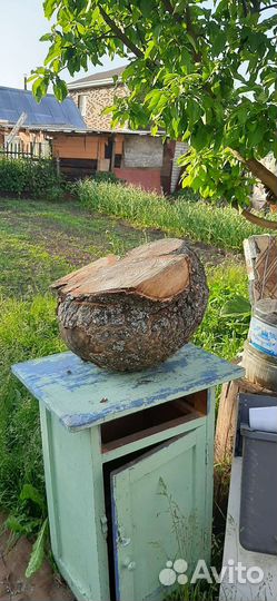 Сувель березовый