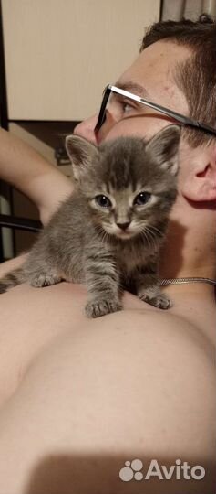 Кошка в дар