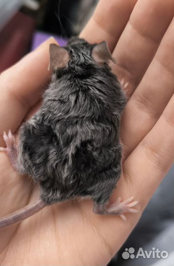 Декоративные мыши