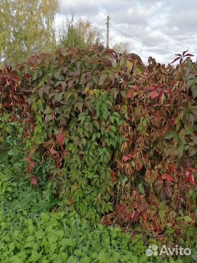Декоративный виноград