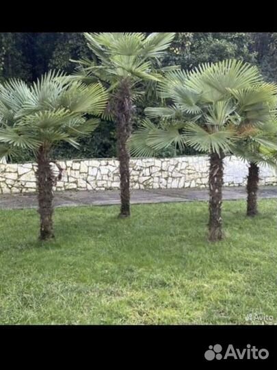 Пальма веерная