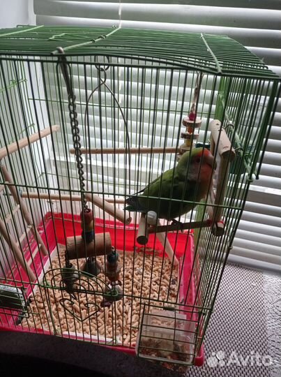 Попугай неразлучники с клеткой