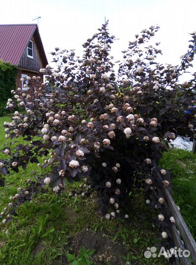 Пузыреплодник Диаболо