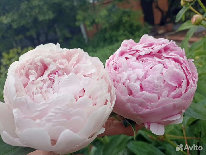 Пион Сара Бернар из моего сада