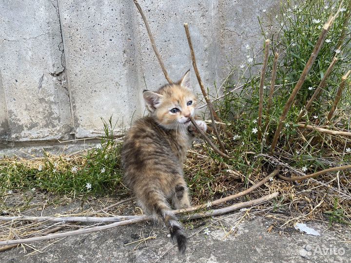 Котята в добрые руки бесплатно