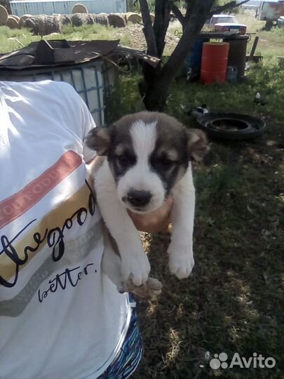 Среднеазиатская овчарка алабай щенки