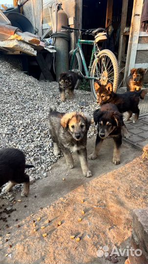 Щенки в добрые руки