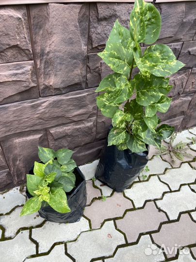 Сирень вариегатная