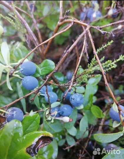 Ягоды Голубика, малина,черника