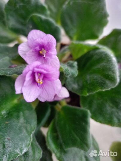 Сортовые фиалки цветущие