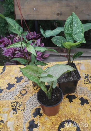 Комнатные растения