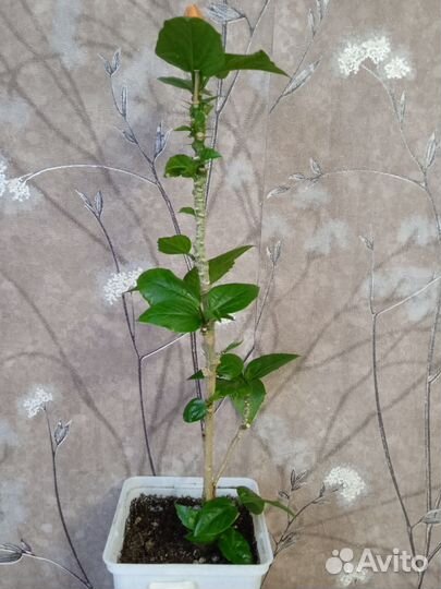 Сортовые гибискусы