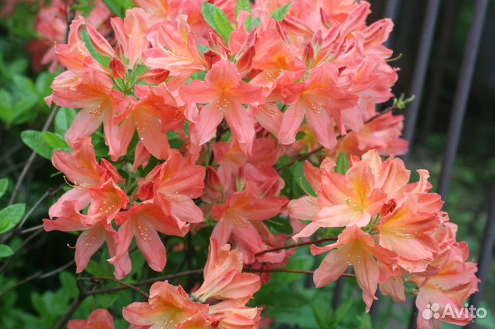 Рододендроны для Подмосковья