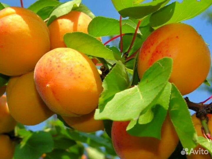 Саженцы абрикоса