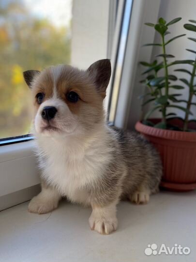 Малышка девочка вельш корги пемброк