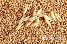 Пшеница, ячмень в мешках