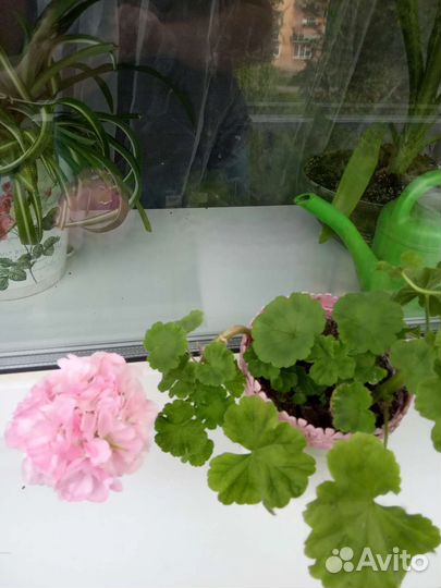 Денежное дерево