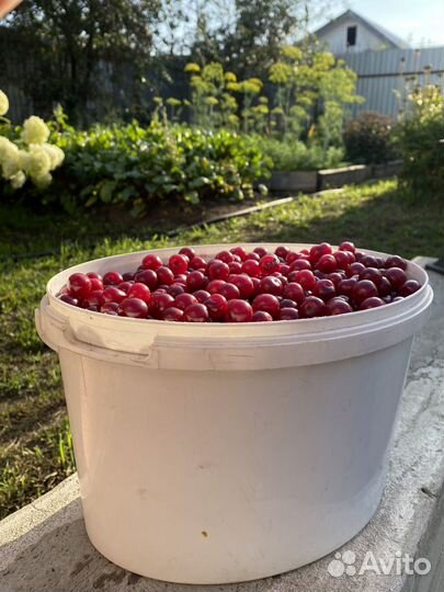 Вишня свежая