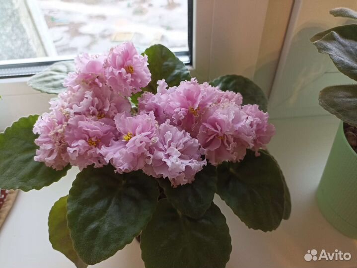 Фиалка Ле-кира (розовая кудрявая) детки