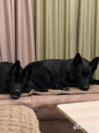 Щенки немецкой овчарки черные и зонарные