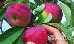 Малина, яблоня, саженцы