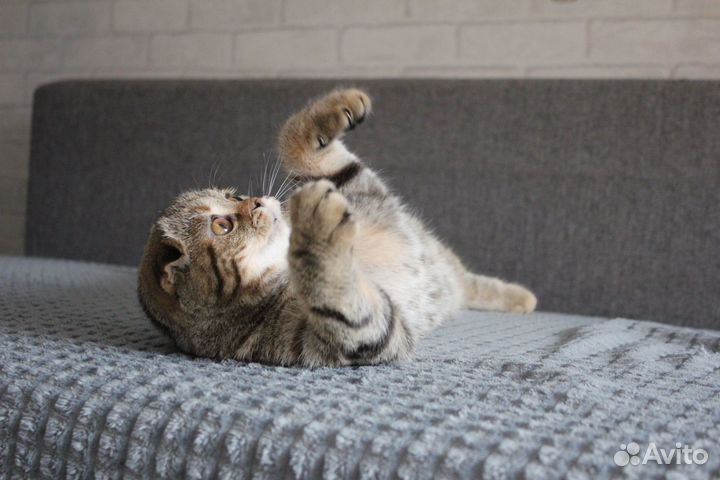 Шотландская кошечка