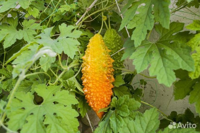 Момордика. Осталось немного