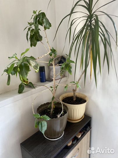 Домашние растения цветы