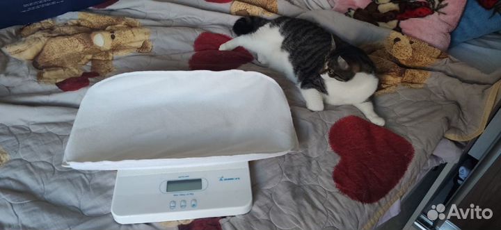 Momert модель 6420