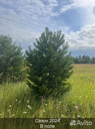 Сосна сентябрьская рождественская опт