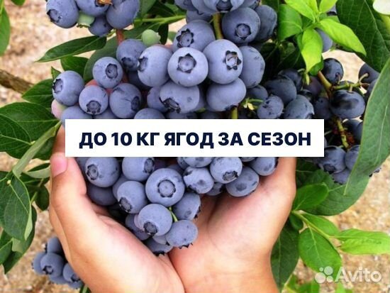 Саженцы голубики, клюквы, брусники, жимолости