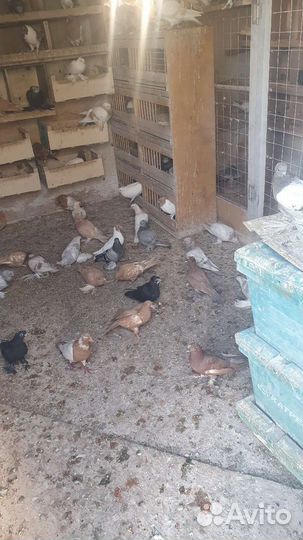 Голуби бойных пород