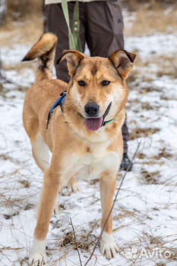 Молодая Санта из приюта в поисках дома
