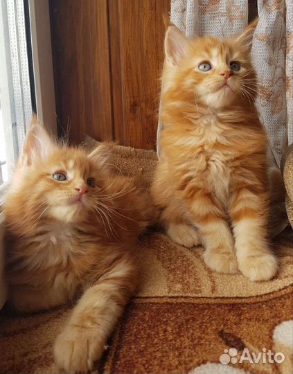 Котята Мейн-кун с родословной