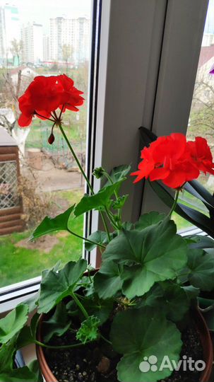 Пеларгония герань