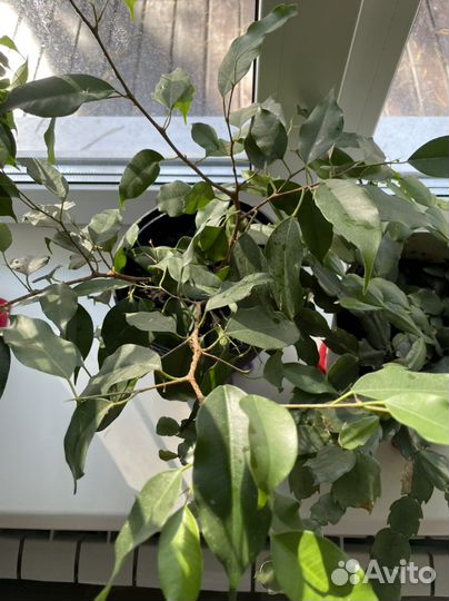 Фикус бенджамина